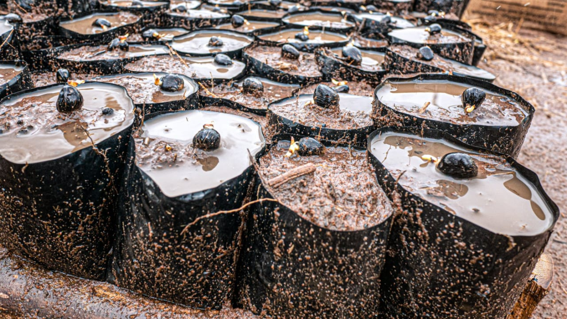 Obaseki agric reforms: Saro Oil Palm commence devt of 10,000 hectares of oil plantation in Edo, 30-hectare nursery underway in Orhionmwon LGA